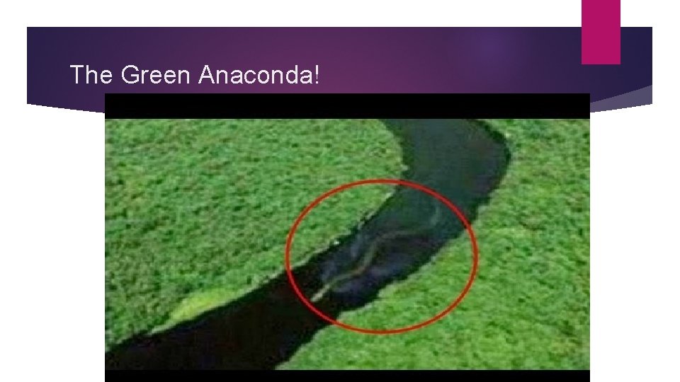 The Green Anaconda! 