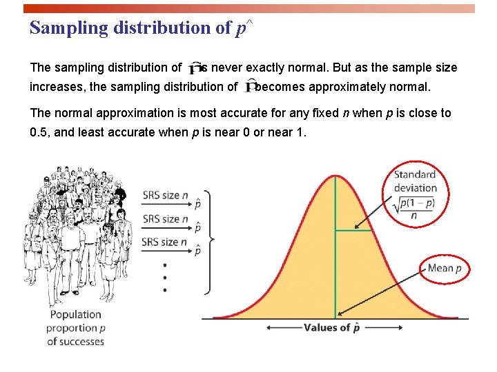 Sampling distribution of p^ The sampling distribution of is never exactly normal. But as