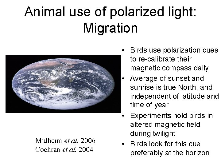 Animal use of polarized light: Migration Mulheim et al. 2006 Cochran et al. 2004