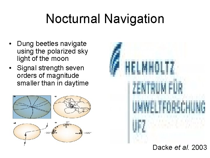 Nocturnal Navigation • Dung beetles navigate using the polarized sky light of the moon
