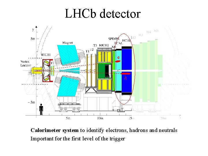 LHCb detector e h Calorimeter system to identify electrons, hadrons and neutrals Important for