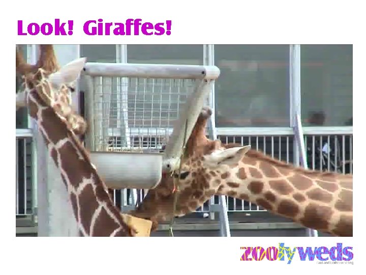 Look! Giraffes! 