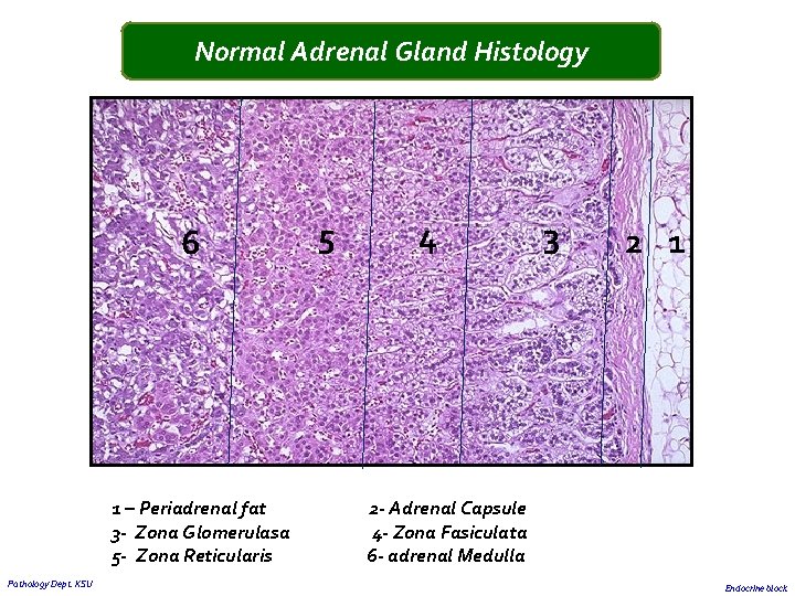 Normal Adrenal Gland Histology 6 5 4 3 2 1 1 – Periadrenal fat