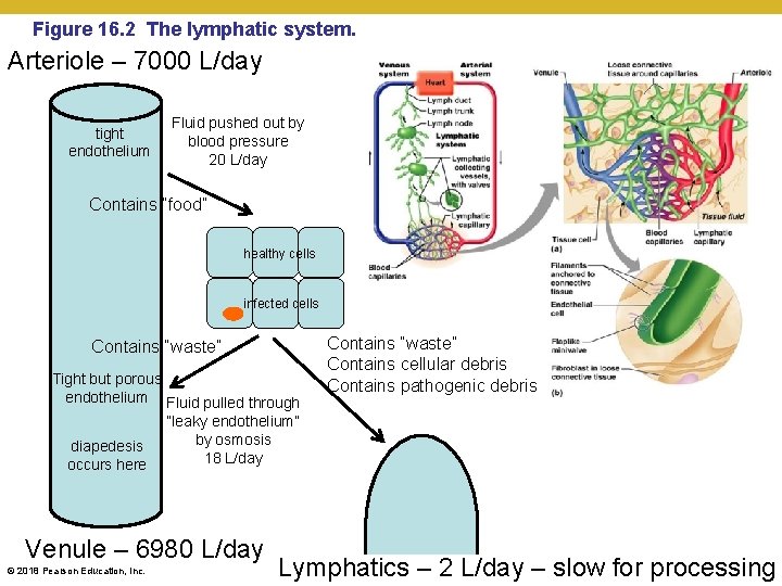 Figure 16. 2 The lymphatic system. Arteriole – 7000 L/day tight endothelium Fluid pushed
