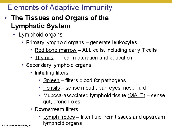 Elements of Adaptive Immunity • The Tissues and Organs of the Lymphatic System •