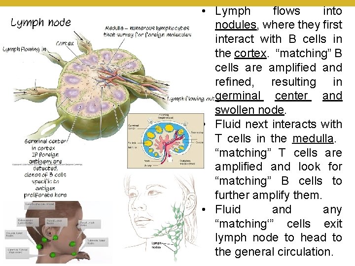© 2018 Pearson Education, Inc. • Lymph flows into nodules, where they first interact