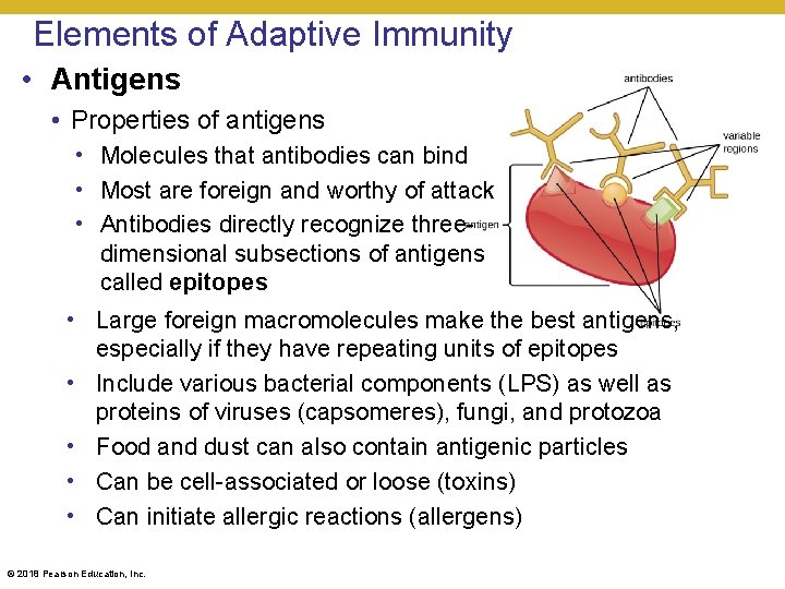 Elements of Adaptive Immunity • Antigens • Properties of antigens • Molecules that antibodies