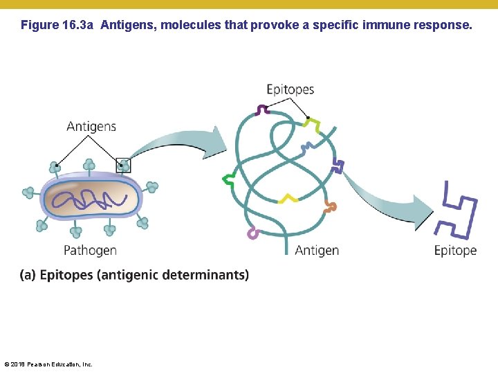 Figure 16. 3 a Antigens, molecules that provoke a specific immune response. © 2018
