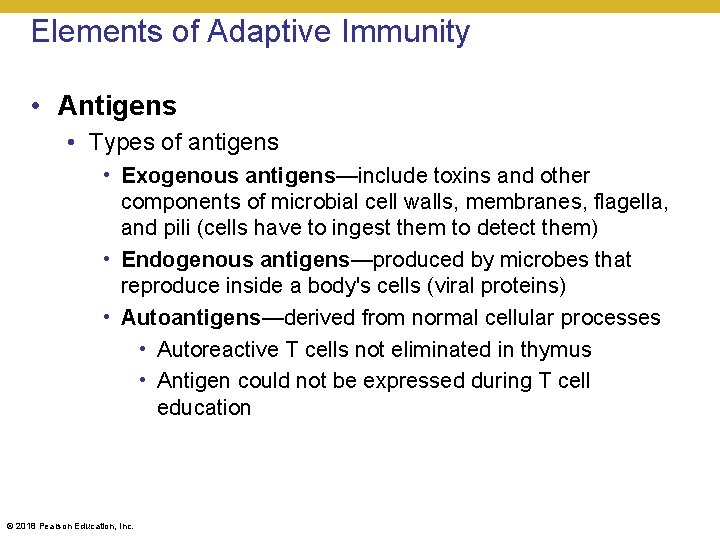 Elements of Adaptive Immunity • Antigens • Types of antigens • Exogenous antigens—include toxins