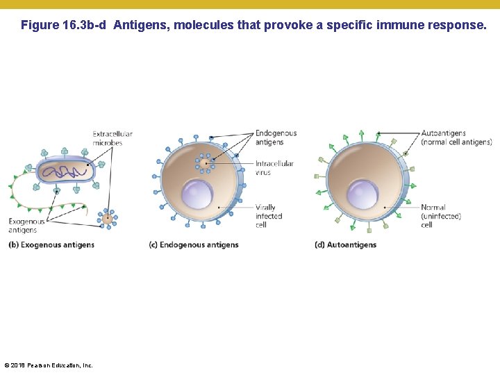Figure 16. 3 b-d Antigens, molecules that provoke a specific immune response. © 2018