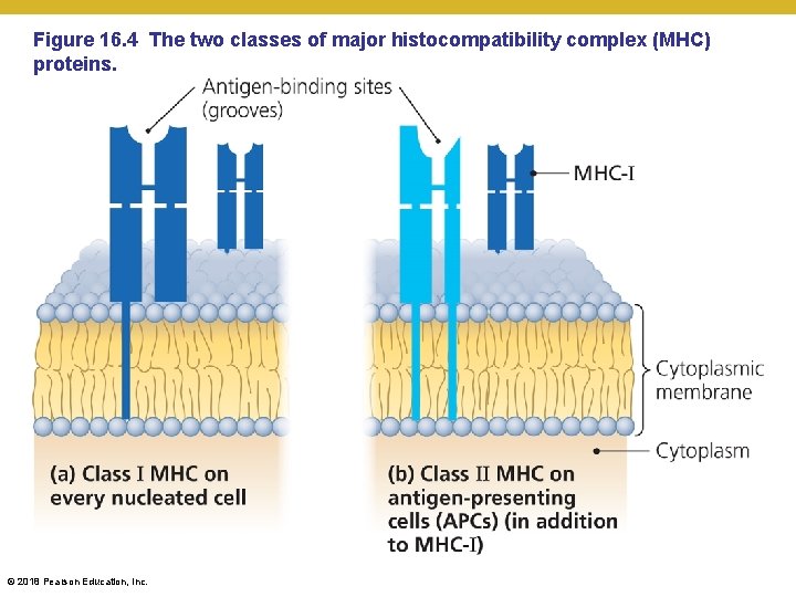Figure 16. 4 The two classes of major histocompatibility complex (MHC) proteins. © 2018