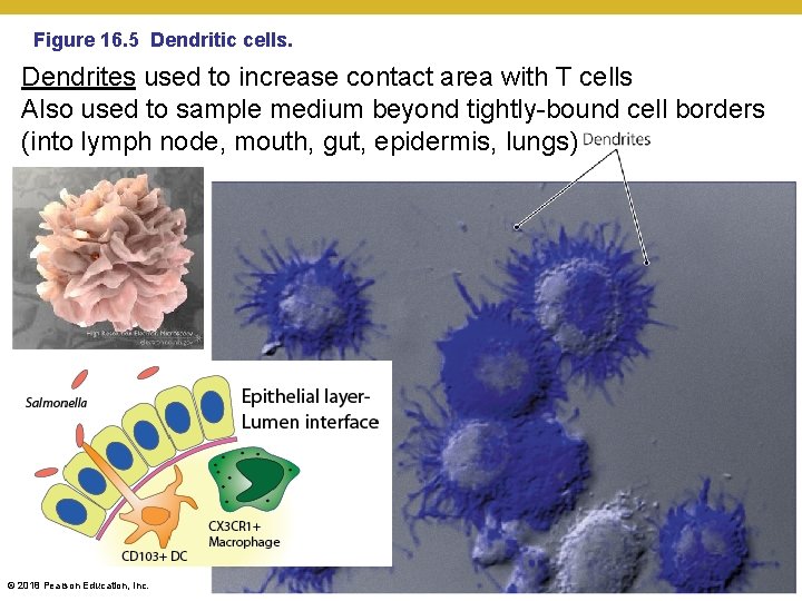 Figure 16. 5 Dendritic cells. Dendrites used to increase contact area with T cells