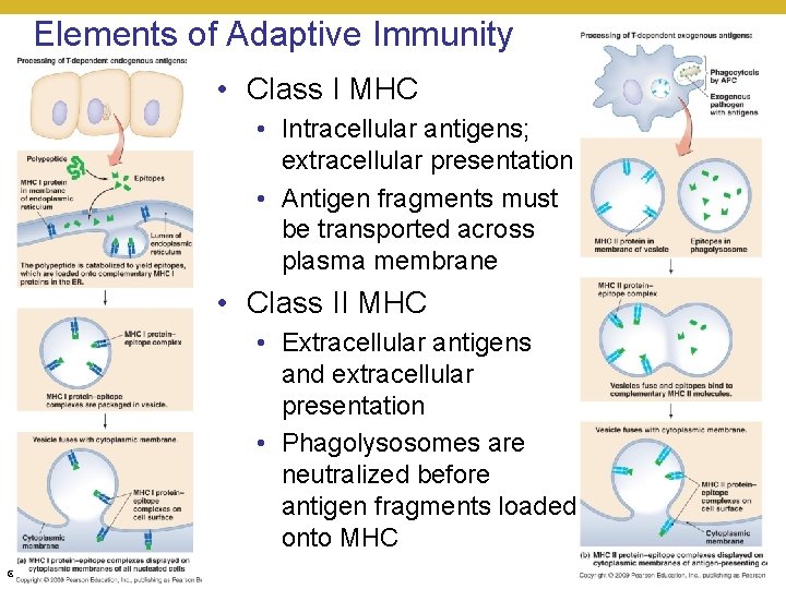 Elements of Adaptive Immunity • Class I MHC • Intracellular antigens; extracellular presentation •