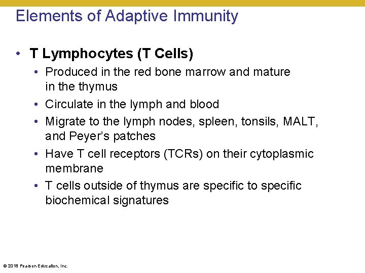 Elements of Adaptive Immunity • T Lymphocytes (T Cells) • Produced in the red