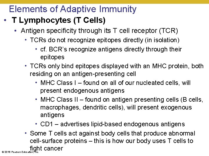 Elements of Adaptive Immunity • T Lymphocytes (T Cells) • Antigen specificity through its