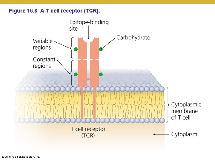 Figure 16. 8 A T cell receptor (TCR). © 2018 Pearson Education, Inc. 