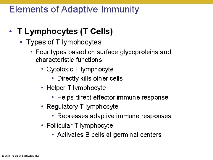 Elements of Adaptive Immunity • T Lymphocytes (T Cells) • Types of T lymphocytes