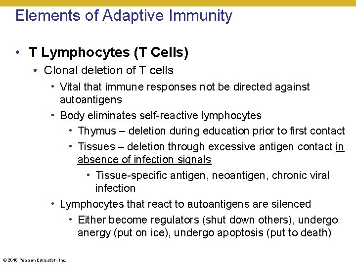 Elements of Adaptive Immunity • T Lymphocytes (T Cells) • Clonal deletion of T