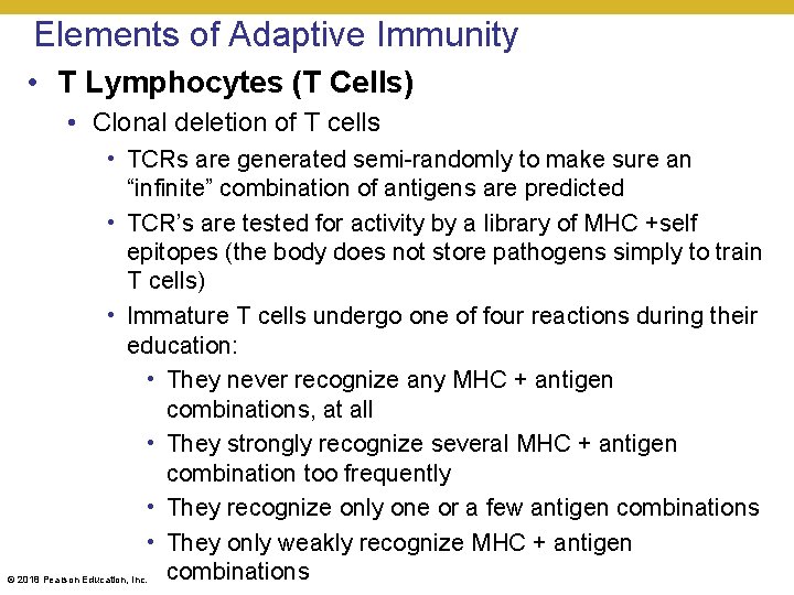 Elements of Adaptive Immunity • T Lymphocytes (T Cells) • Clonal deletion of T