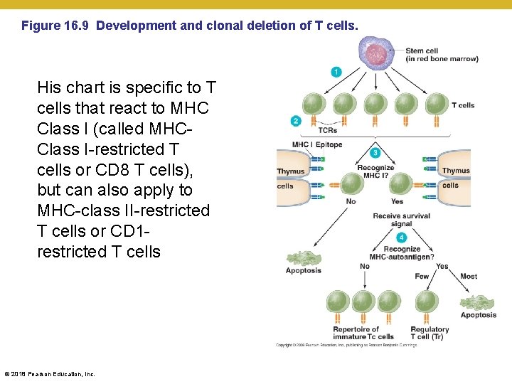 Figure 16. 9 Development and clonal deletion of T cells. His chart is specific