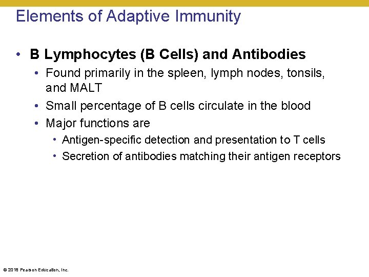 Elements of Adaptive Immunity • B Lymphocytes (B Cells) and Antibodies • Found primarily