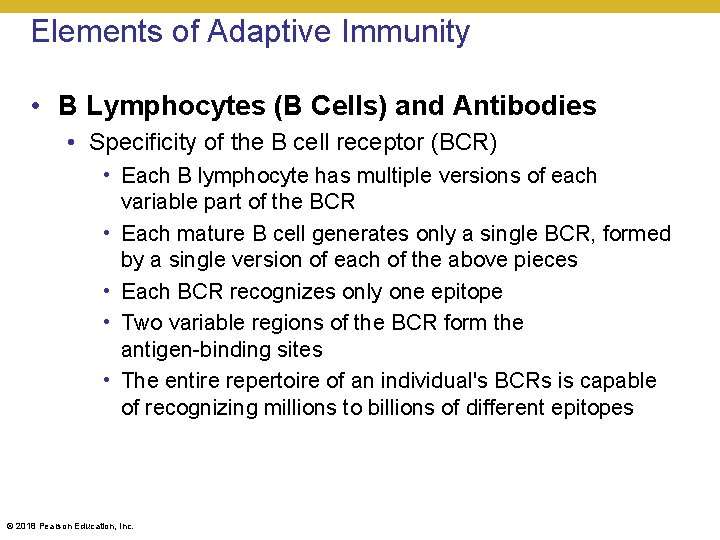 Elements of Adaptive Immunity • B Lymphocytes (B Cells) and Antibodies • Specificity of