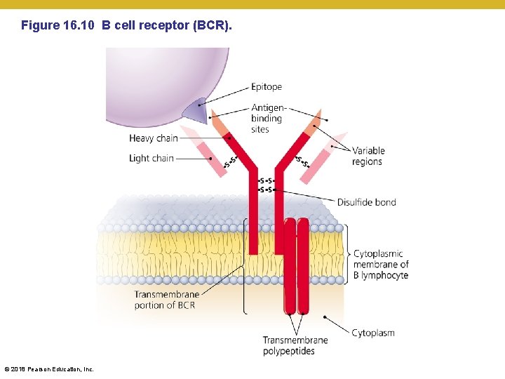 Figure 16. 10 B cell receptor (BCR). © 2018 Pearson Education, Inc. 