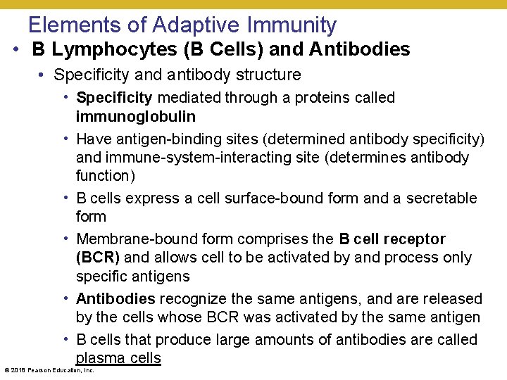 Elements of Adaptive Immunity • B Lymphocytes (B Cells) and Antibodies • Specificity and