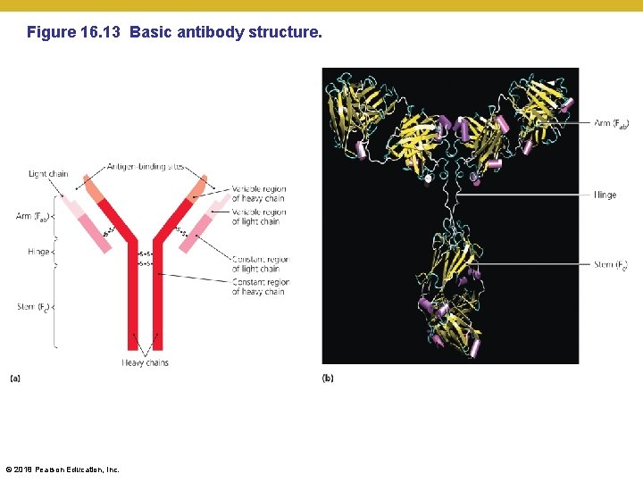 Figure 16. 13 Basic antibody structure. © 2018 Pearson Education, Inc. 