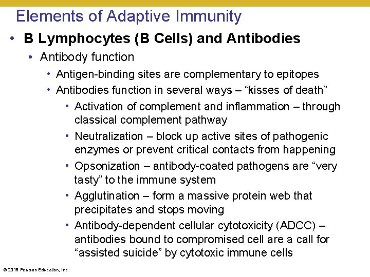 Elements of Adaptive Immunity • B Lymphocytes (B Cells) and Antibodies • Antibody function