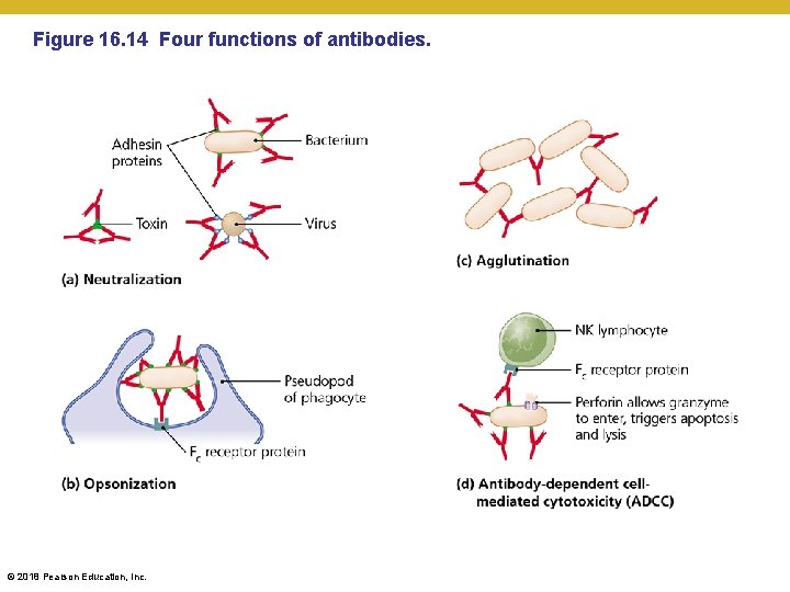 Figure 16. 14 Four functions of antibodies. © 2018 Pearson Education, Inc. 