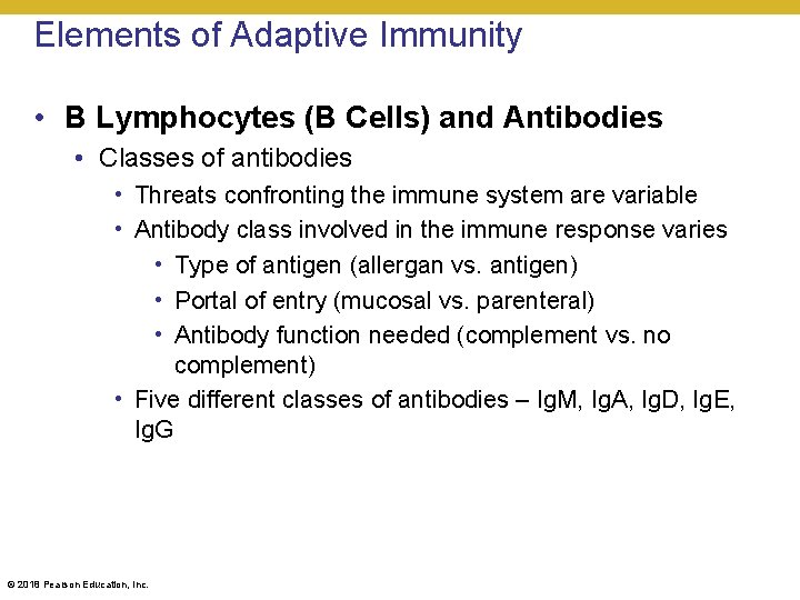 Elements of Adaptive Immunity • B Lymphocytes (B Cells) and Antibodies • Classes of