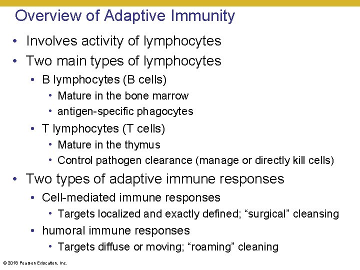 Overview of Adaptive Immunity • Involves activity of lymphocytes • Two main types of