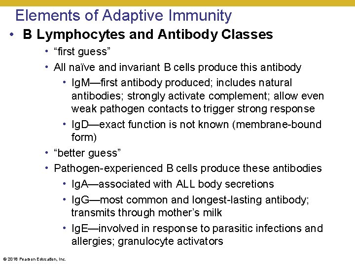 Elements of Adaptive Immunity • B Lymphocytes and Antibody Classes • “first guess” •