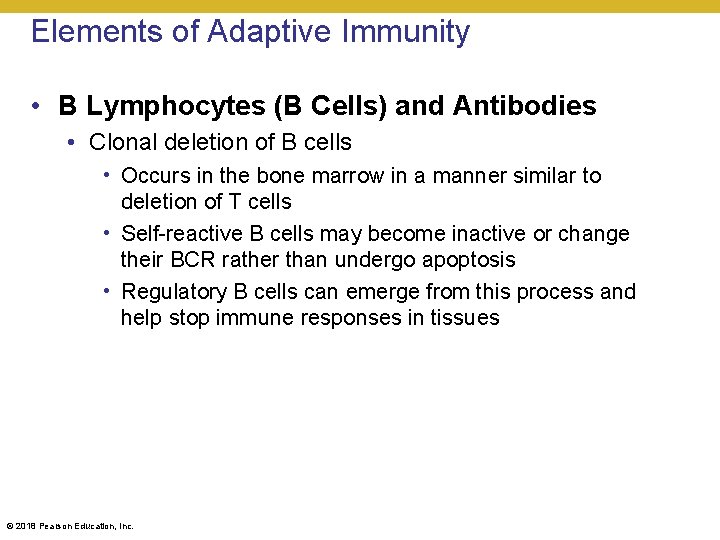 Elements of Adaptive Immunity • B Lymphocytes (B Cells) and Antibodies • Clonal deletion