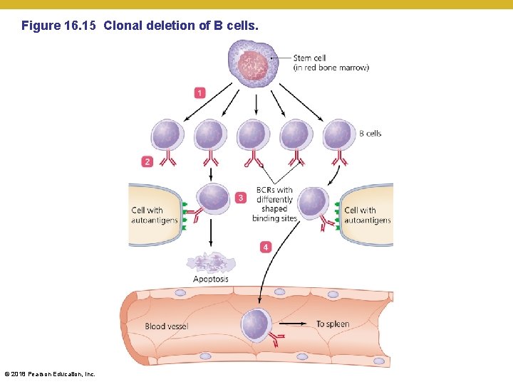 Figure 16. 15 Clonal deletion of B cells. © 2018 Pearson Education, Inc. 