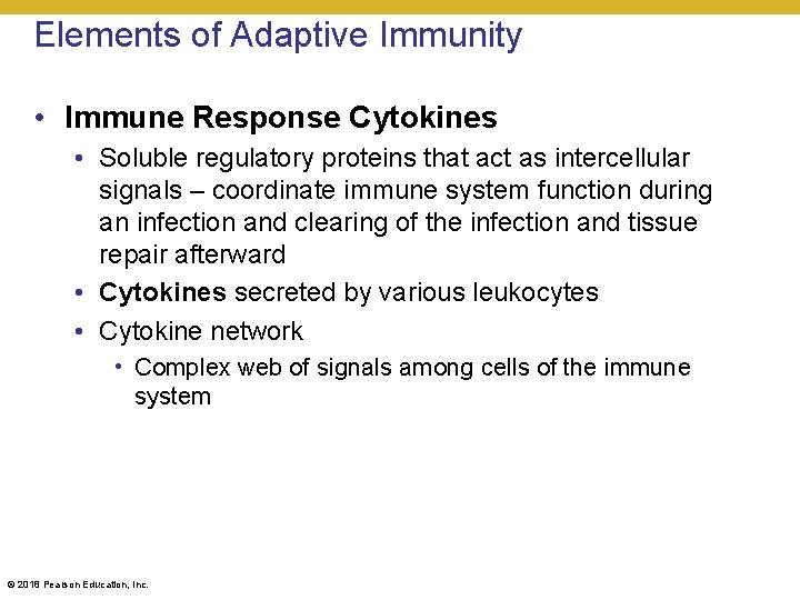 Elements of Adaptive Immunity • Immune Response Cytokines • Soluble regulatory proteins that act