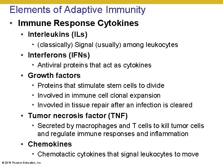 Elements of Adaptive Immunity • Immune Response Cytokines • Interleukins (ILs) • (classically) Signal