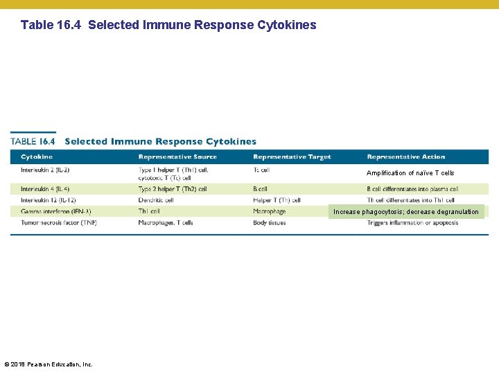Table 16. 4 Selected Immune Response Cytokines Amplification of naïve T cells Increase phagocytosis;