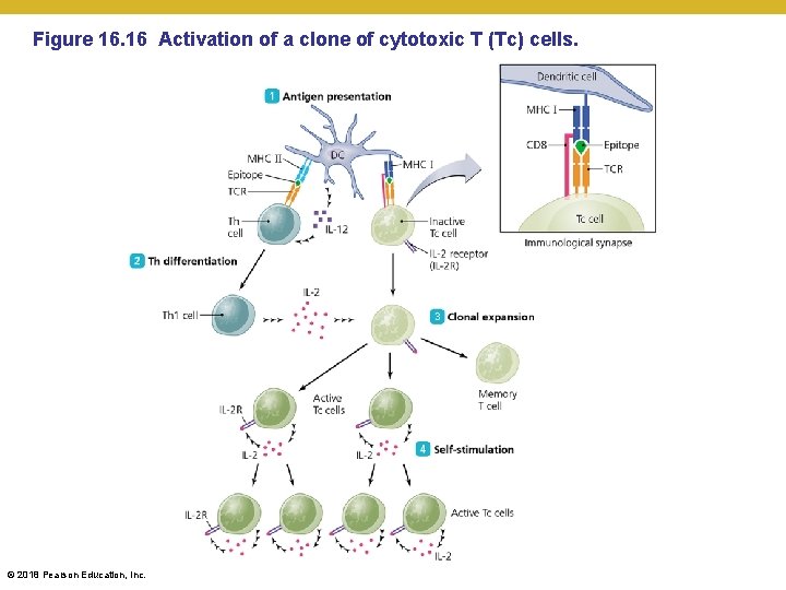 Figure 16. 16 Activation of a clone of cytotoxic T (Tc) cells. © 2018