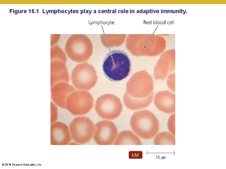 Figure 16. 1 Lymphocytes play a central role in adaptive immunity. © 2018 Pearson