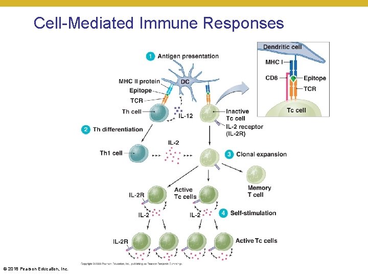 Cell-Mediated Immune Responses [INSERT FIGURE 16. 14] © 2018 Pearson Education, Inc. 