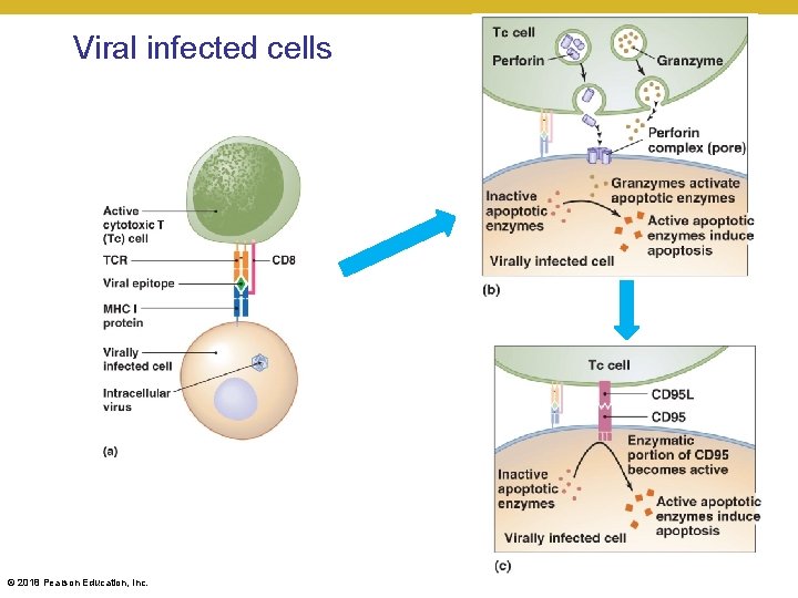 Viral infected cells © 2018 Pearson Education, Inc. 