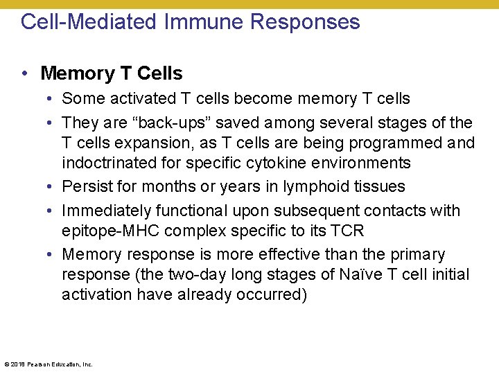 Cell-Mediated Immune Responses • Memory T Cells • Some activated T cells become memory