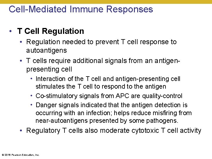 Cell-Mediated Immune Responses • T Cell Regulation • Regulation needed to prevent T cell