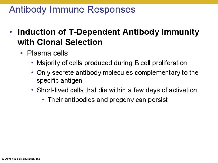 Antibody Immune Responses • Induction of T-Dependent Antibody Immunity with Clonal Selection • Plasma