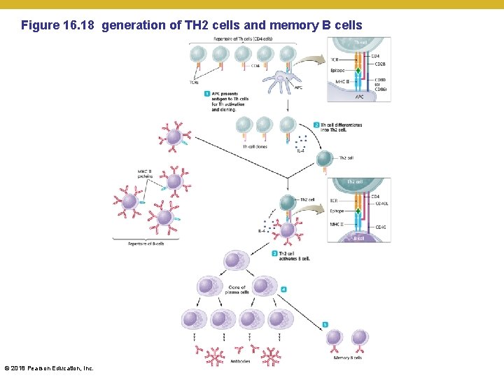 Figure 16. 18 generation of TH 2 cells and memory B cells © 2018