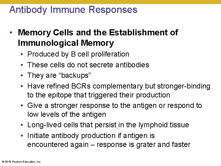 Antibody Immune Responses • Memory Cells and the Establishment of Immunological Memory • •