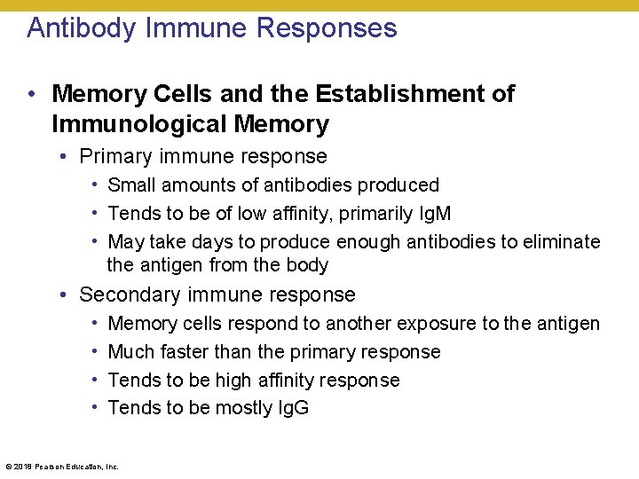 Antibody Immune Responses • Memory Cells and the Establishment of Immunological Memory • Primary
