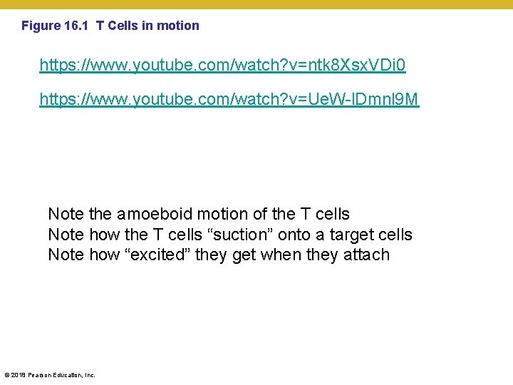 Figure 16. 1 T Cells in motion https: //www. youtube. com/watch? v=ntk 8 Xsx.